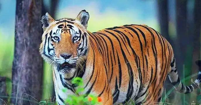 Kultali Tiger: ধরা পড়ল কুলতলির বাঘ, ঘুমপাড়ানি গুলিতে কাবু