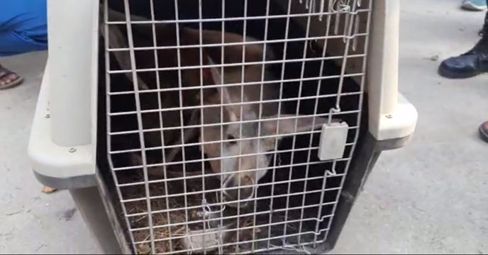 Kangaroo