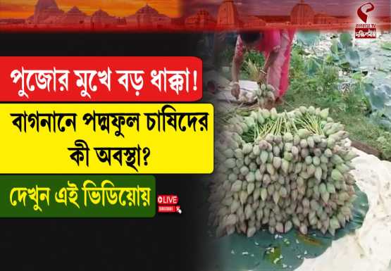 পুজোর মুখে বড় ধাক্কা! বাগনানে পদ্মফুল চাষিদের কী অবস্থা?