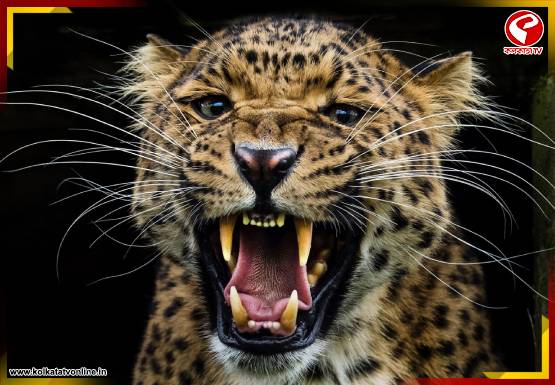 বাঁকুড়ায় চিতাবাঘ! রাত নামলেই আতঙ্ক, কী পদক্ষেপ বন দফতরের?