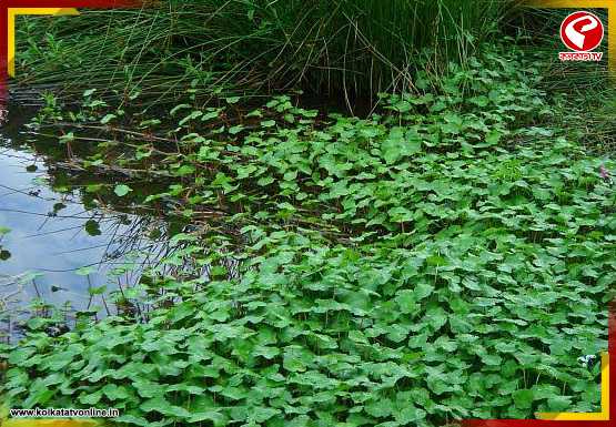গুণে ভরপুর এই শাকের উপকারিতা চমকে দেবে আপনাকেও