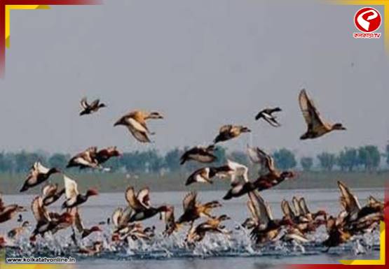শীতের আগমনী বার্তা নিয়ে পরিযায়ী পাখিদের ঢল উত্তর দিনাজপুরে