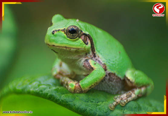 ক্যানসার চিকিৎসায়  দিশা দেখাল জাপানের গেছো ব্যাঙ! দাবি গবেষকদের