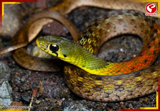 Breaking-Jacket-555x385-2026-03-29T191330.276