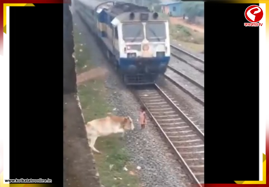ট্রেনের ধাক্কায় ভয়াবহ ঘটনা ঘটতে পারত! শিশুর প্রাণ বাঁচাল গরু, ভাইরাল ভিডিও