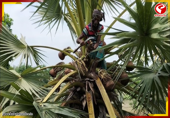 ভোটের ‘ড্রাই ডে’তে তালরসে ভরসা! আউশগ্রামে সুরাপ্রেমীদের নতুন ঠিকানা তালগাছতলায়