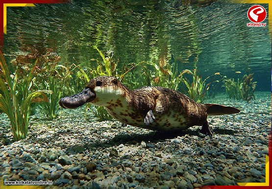 স্তন্যপায়ী প্রাণী, অথচ ডিম পাড়ে! এই প্রাণীর শরীরে লুকিয়ে অনেক রহস্য