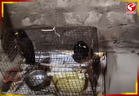 এবার শালিকের মুখে “জয় বাংলা” স্লোগান! চাঞ্চল্য পাথরপ্রতিমায়