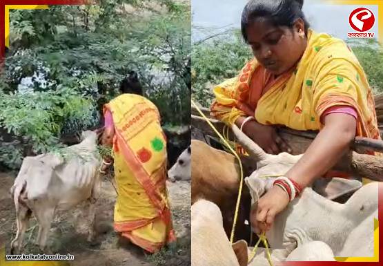অবৈধ গরু পাচার রুখে দিলেন রেখা পাত্র! হিঙ্গলগঞ্জের ফেরিঘাটে কী করলেন বিজেপি বিধায়ক? দেখুন বড় খবর