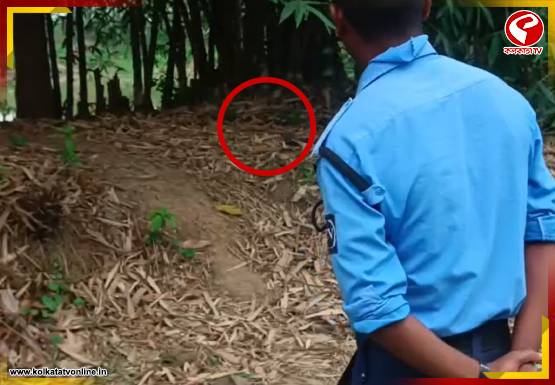 বাঁশঝাড়ে থরে থরে সাজানো এসব কী! হুলুস্থুল পড়ল এলাকায়, ডাক পড়ল বম্ব স্কোয়াডের