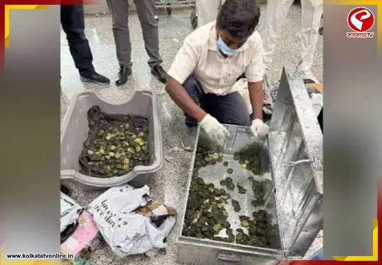 ব্যাগে ৭০৭টি বিদেশি কচ্ছপ! ব্যাংকক থেকে কলকাতায় নেমেই ধরা পড়লেন চেন্নাইয়ের যাত্রী